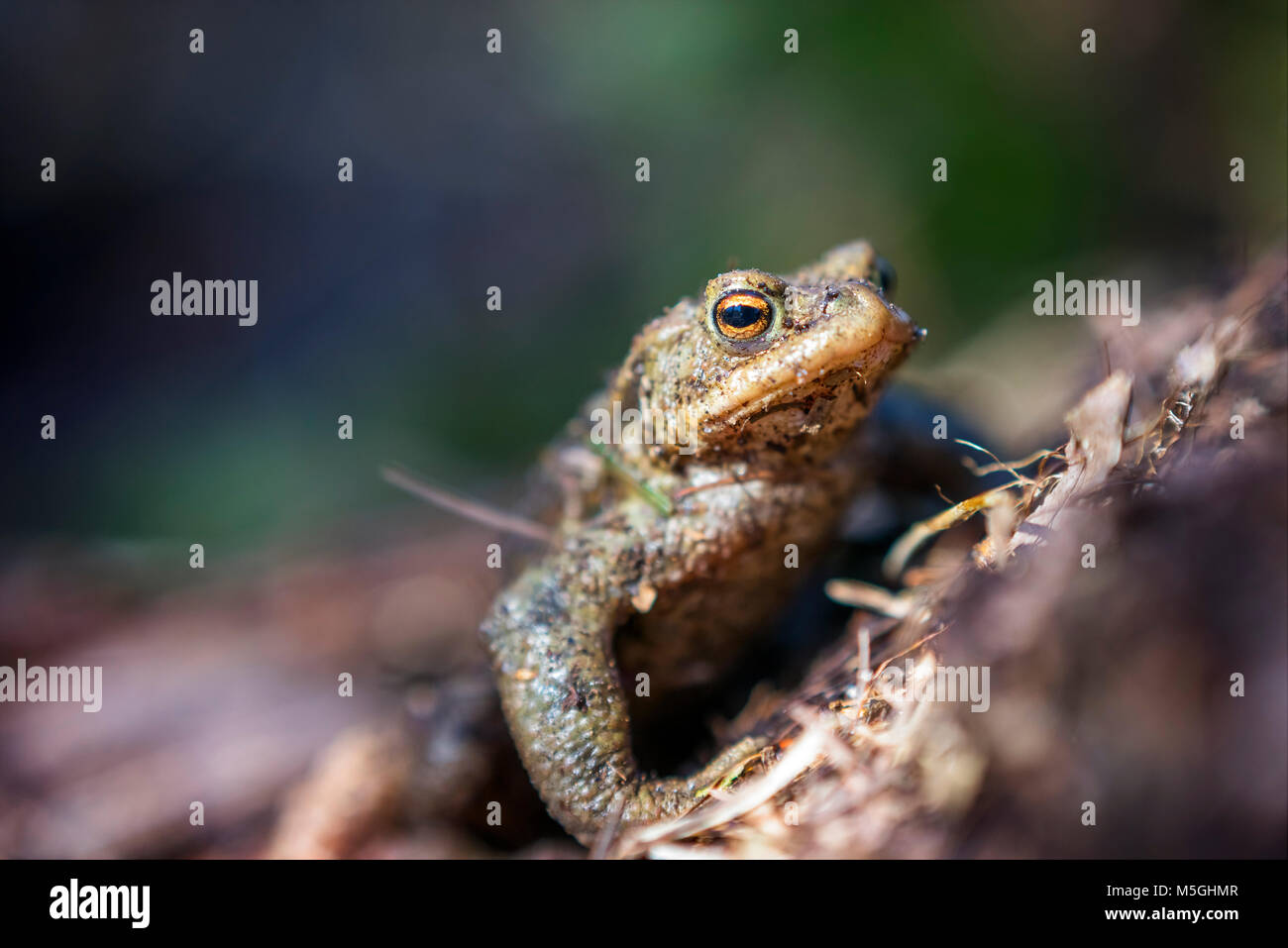 Toad migrazione in primavera, Schleswig-Holstein Foto Stock