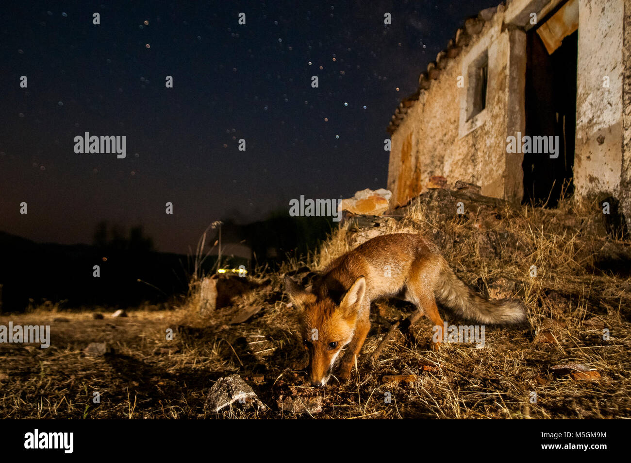 Red Fox (vulpes vulpes vulpes), night shot, vicino ad un edificio abbandonato, nessuna paura da esseri umani Foto Stock