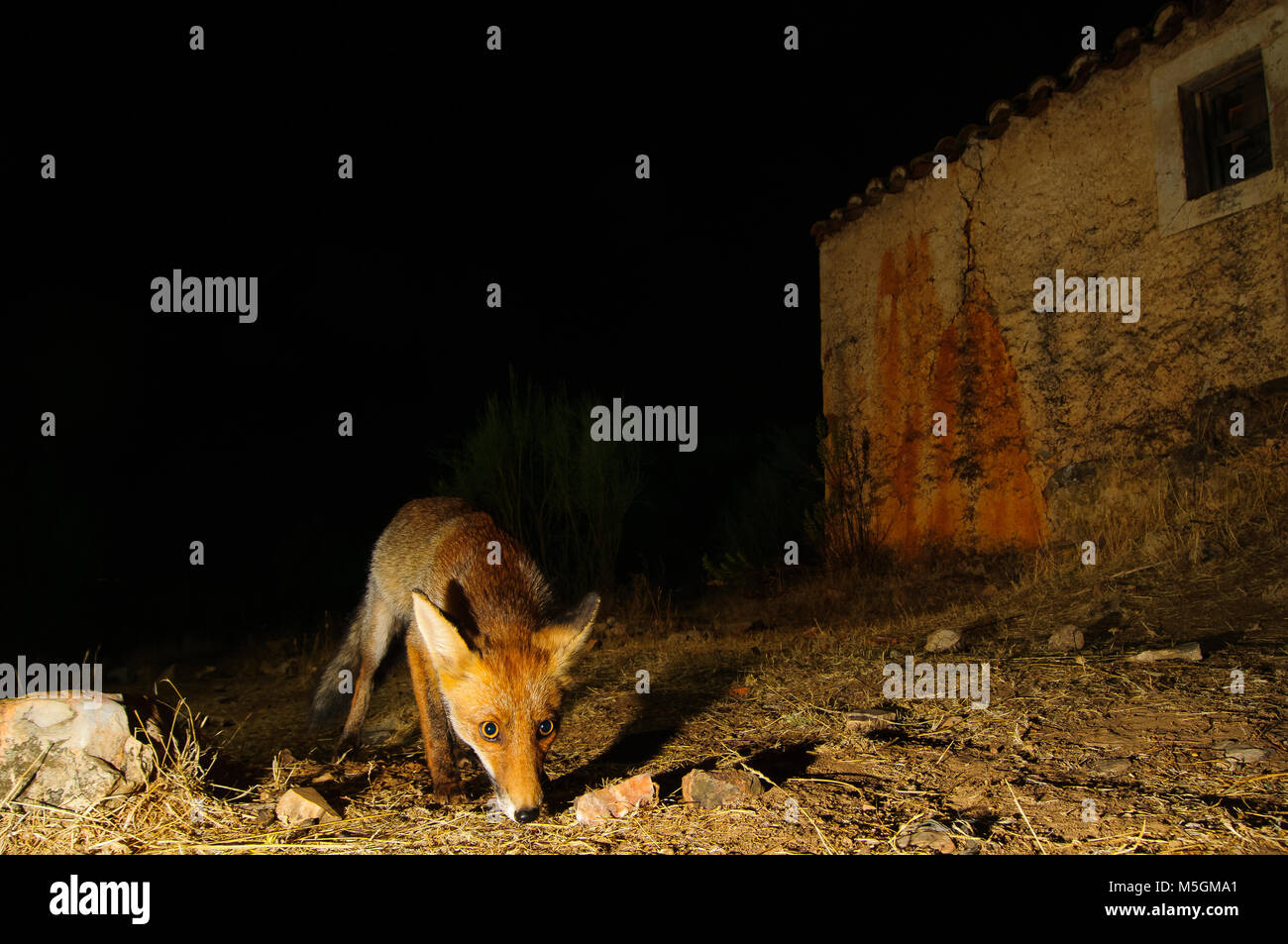 Red Fox (vulpes vulpes vulpes), night shot, vicino ad un edificio abbandonato, nessuna paura da esseri umani Foto Stock
