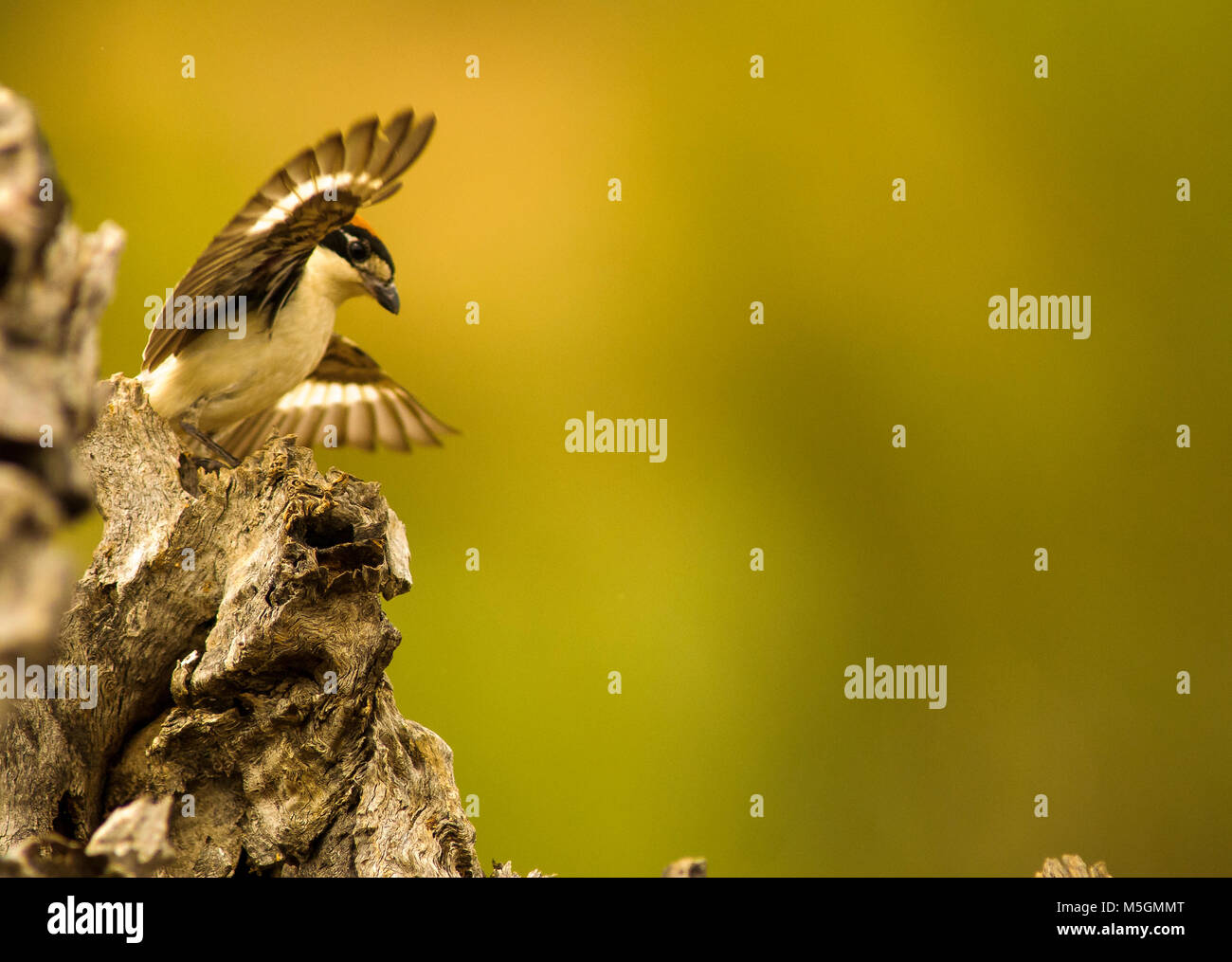 Woodchat shrike (lanius senator) e Casa passeri (Passer domesticus) Fightining per cibo, piccoli uccelli Foto Stock