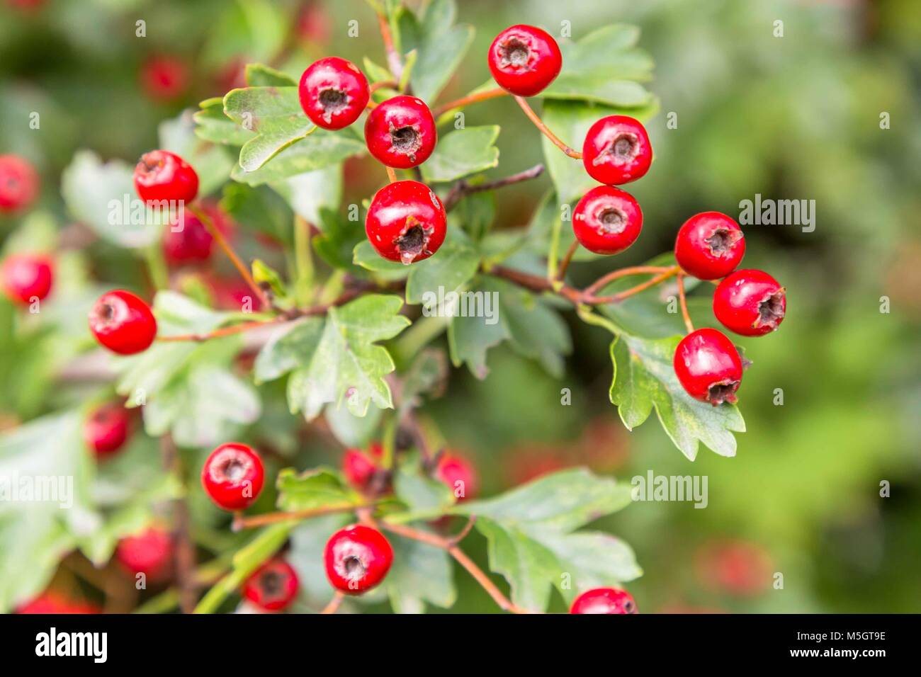 Biancospino bacche close-up Foto Stock