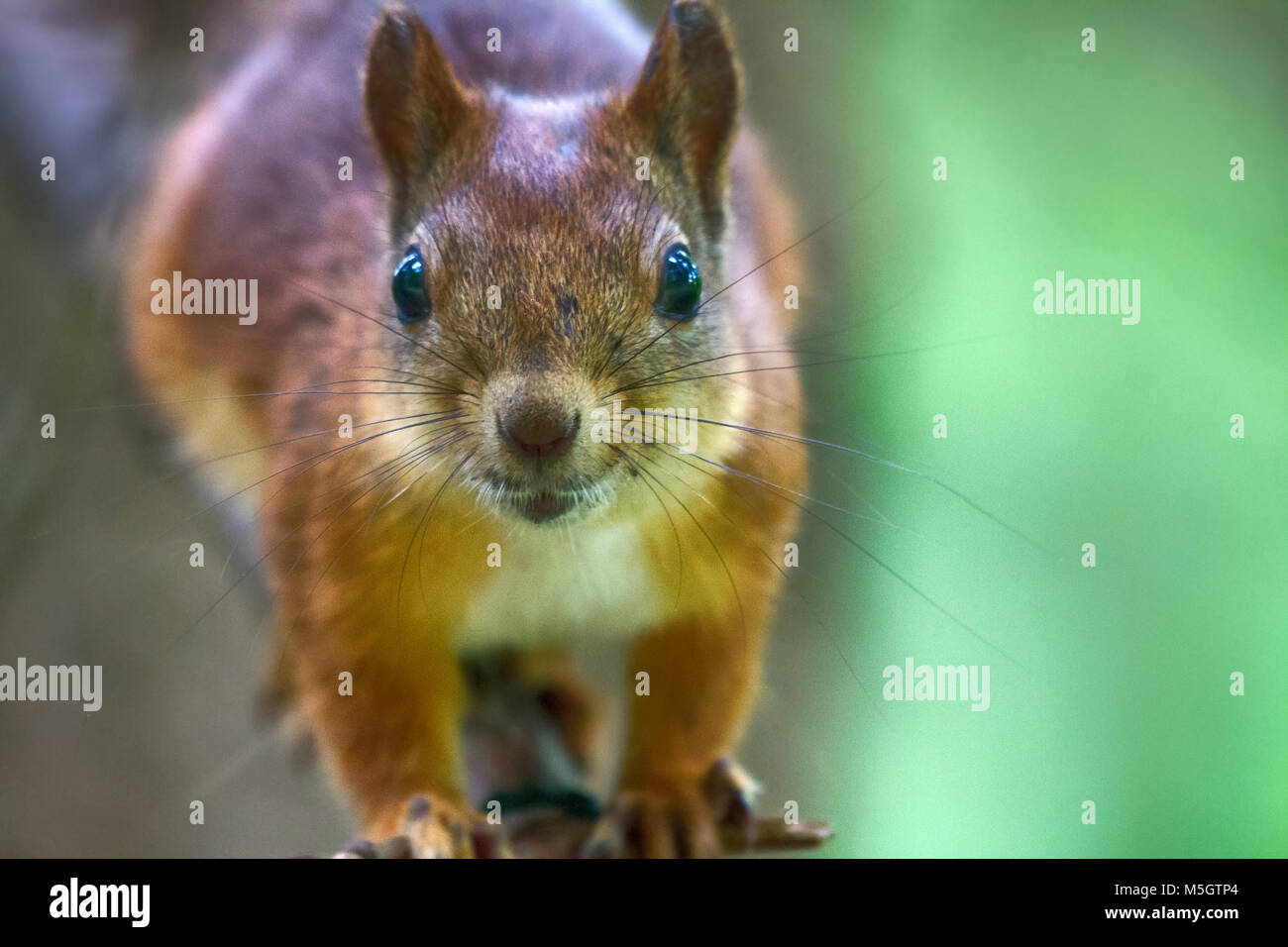 Prendersi cura degli animali e per la loro alimentazione in tempi di fame. Scoiattolo rosso nel parco sul ramoscello. Close-up Foto Stock