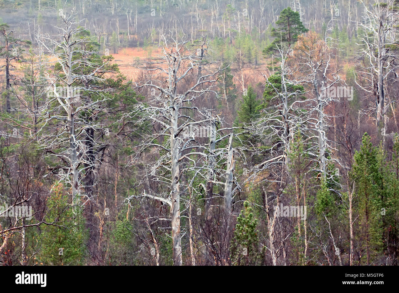 Estinzione della vecchia foresta (Centennial pino) come risultato dell'inquinamento atmosferico da industrie metallurgiche, impatto antropogenico Foto Stock