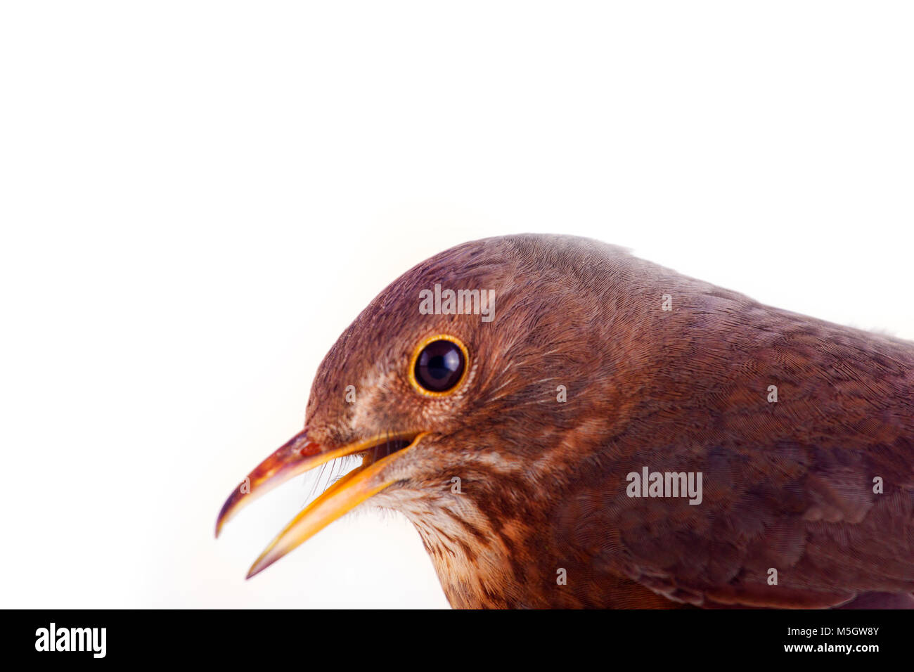 Blackbird Singing splendidamente. Uno dei modi per vedere le Merle (Turdus merula) che conduce una vita nascosta. Uccelli di bosco in città. Ritratto di tordo femal Foto Stock