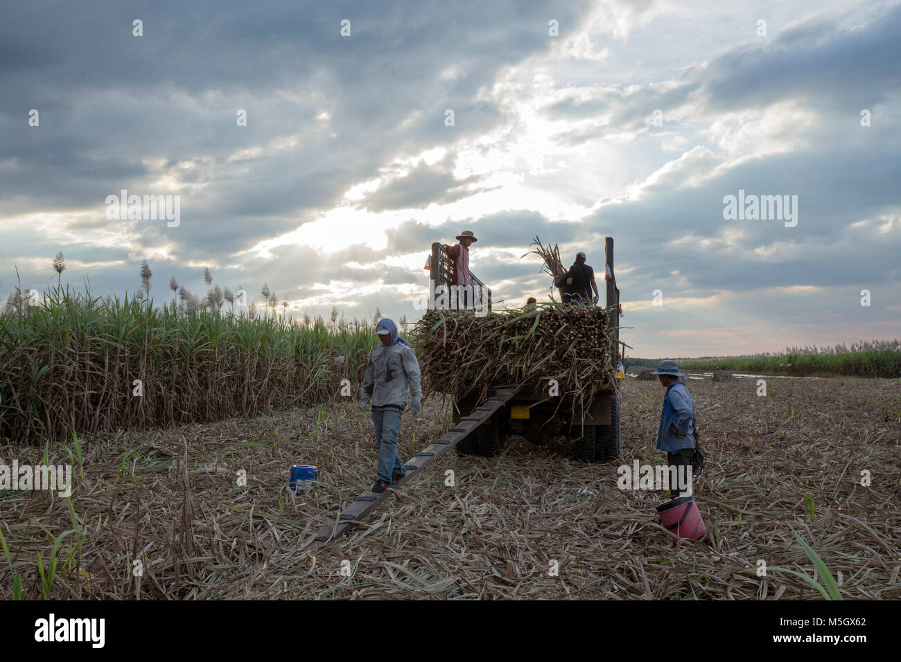 La raccolta della canna da zucchero in agricoltura, Tây Ninh, Vietnam. Materiali dell'industria dello zucchero Foto Stock