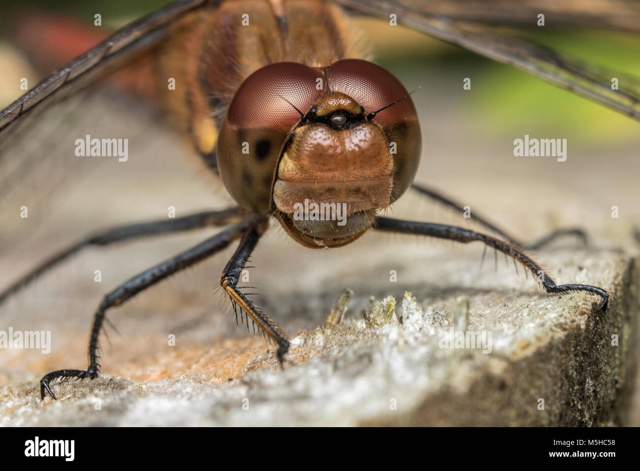 Close up di comune Darter dragonfly maschio (Sympetrum striolatum) appollaiato sul ceppo di albero. Tipperary, Irlanda Foto Stock