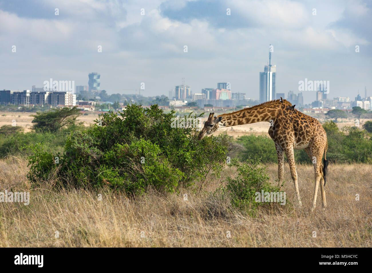 Un singolo Masai giraffe (Giraffa camelopardalis tippelskirchi) alimentazione su una boccola grande con il Nairobi skyline della città sullo sfondo, Nairobi, Kenia Foto Stock