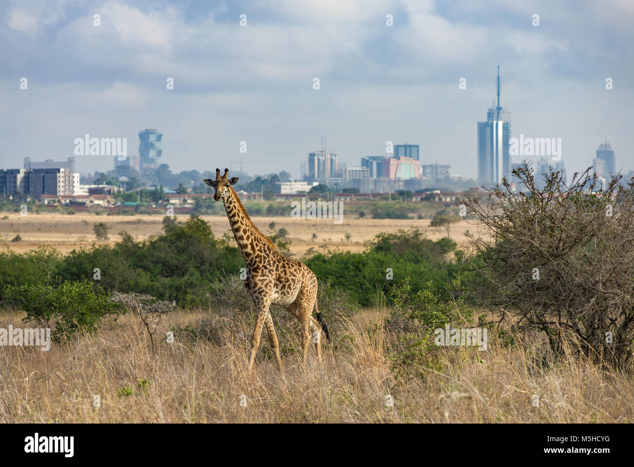 Un singolo Masai giraffe (Giraffa camelopardalis tippelskirchi) a piedi attraverso tall erba secca con il Nairobi skyline della città sullo sfondo, Kenya Foto Stock