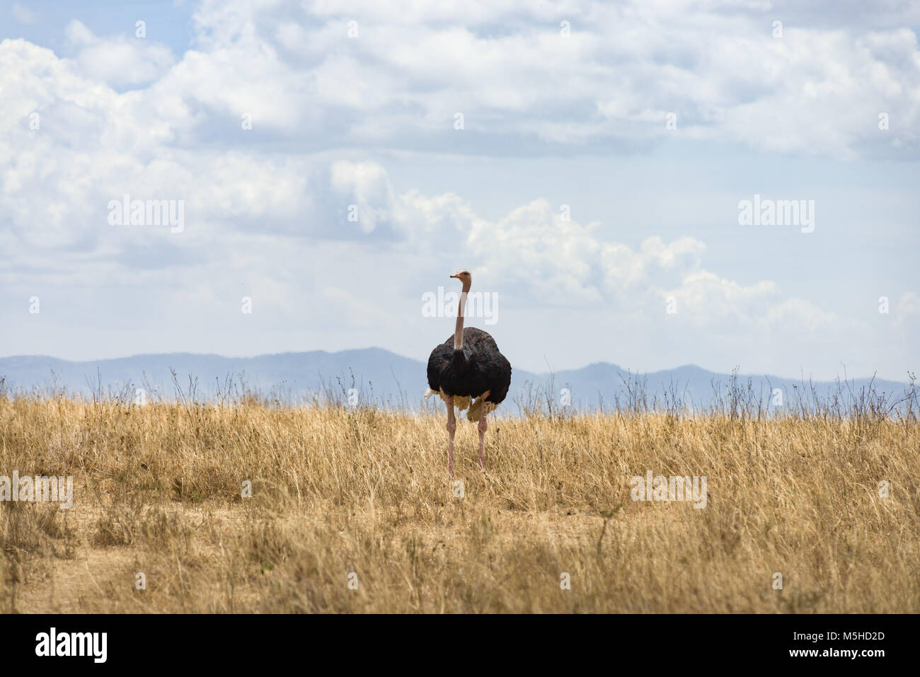 Un maschio Masai (struzzo Struthio camelus massaicus), noto anche come la rosa a collo di struzzo o East African ostrich in piedi in alto di erba secca, Nairobi N Foto Stock
