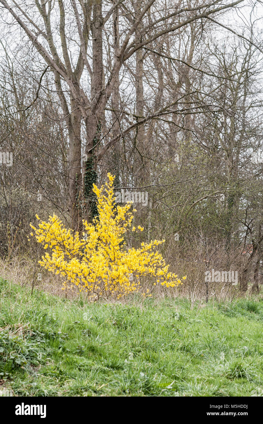 Tarassaco circondato da alberi nei pressi di un campo di erba Foto Stock