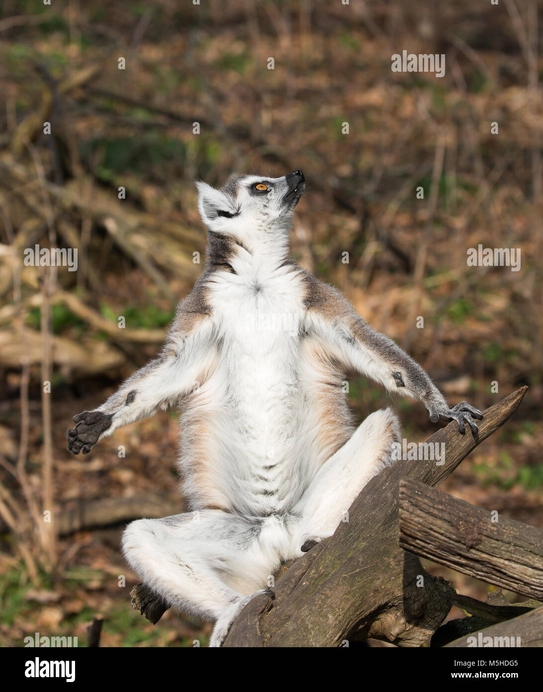 Primo piano lemur con coda ad anello (Lemo corta) isolato all'aperto seduto su rami, braccia e gambe tenuti fuori ai lati in posizione lotus. Divertente posa per prendere il sole. Foto Stock