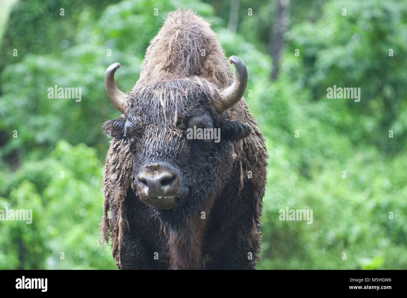 Bella foto isolata di un bisonte selvatico, bovini nella foresta Foto Stock Bella foto isolata di un bisonte selvatico, bovini nella foresta Foto Stock