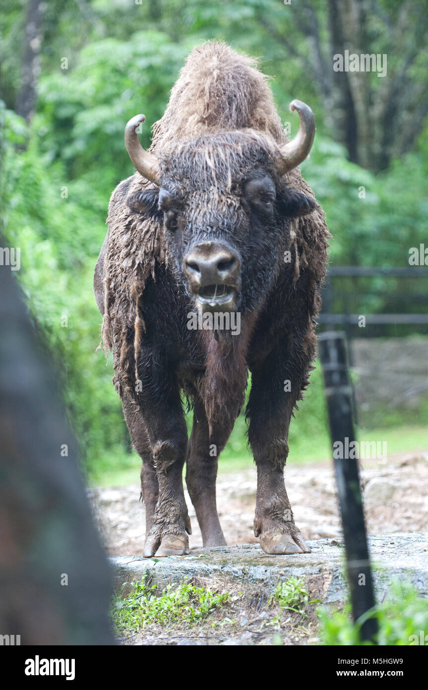 Bella foto isolata di un bisonte selvatico, bovini nella foresta Foto Stock