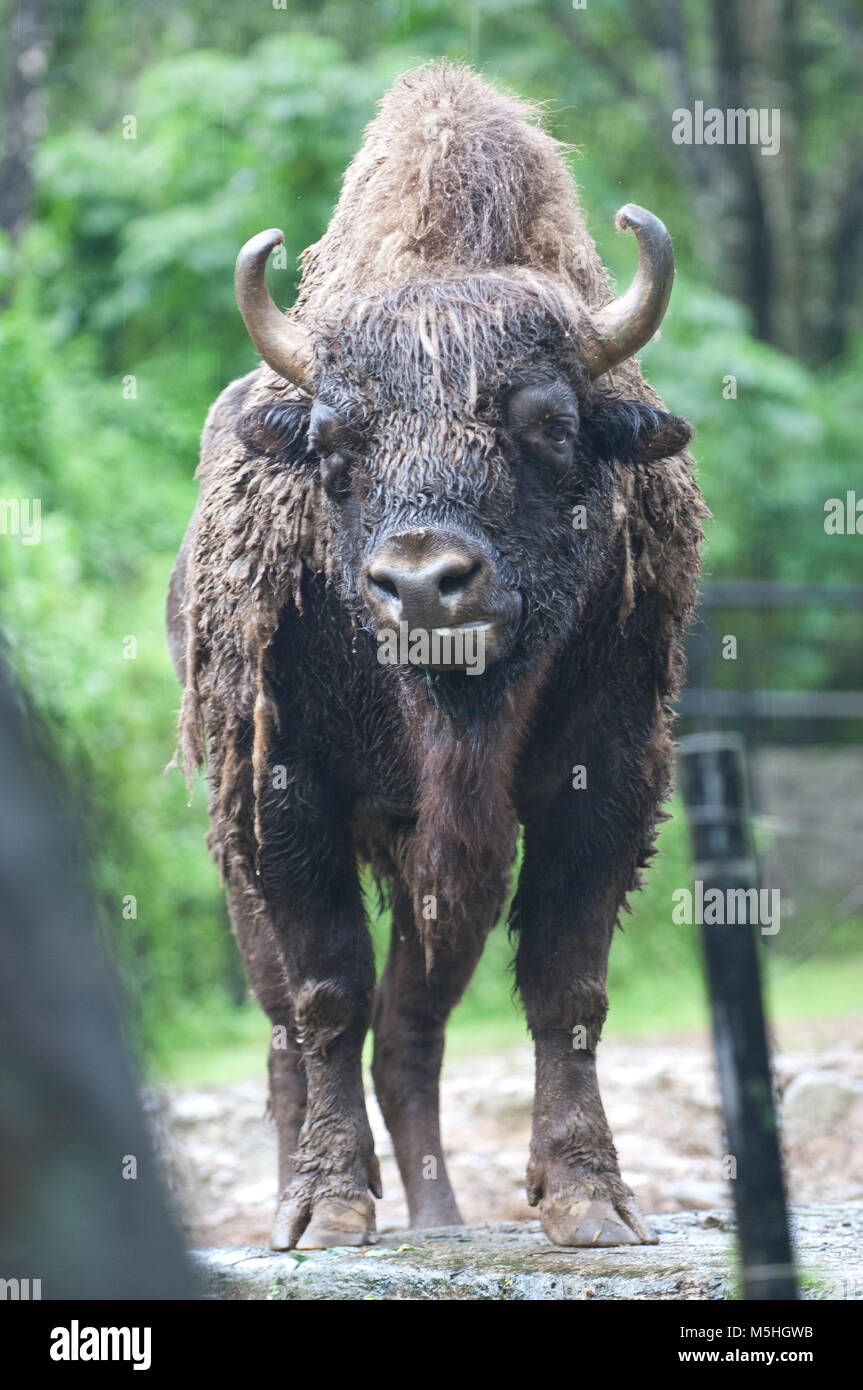 Bella foto isolata di un bisonte selvatico, bovini nella foresta Foto Stock Bella foto isolata di un bisonte selvatico, bovini nella foresta Foto Stock