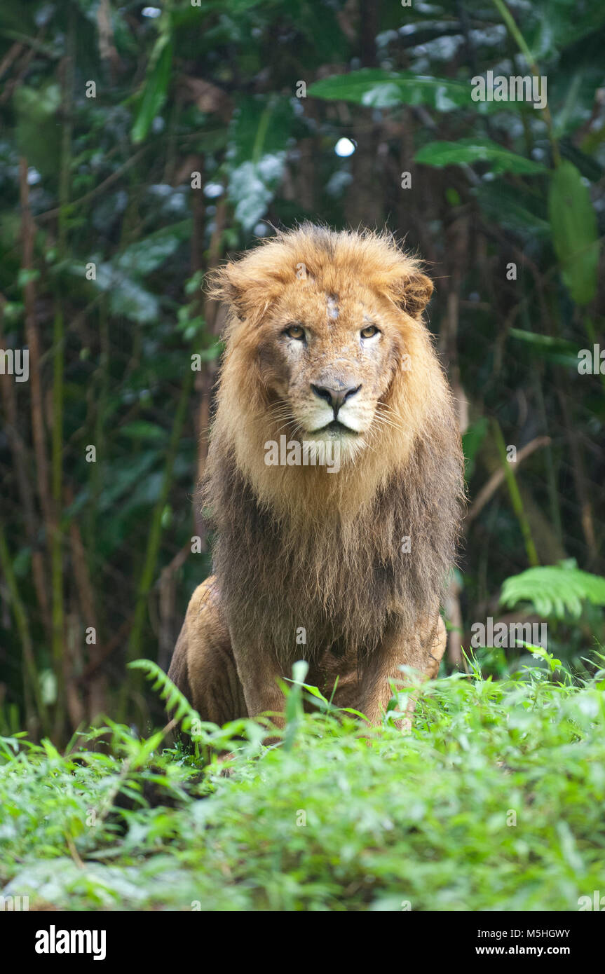 Bella foto isolata di un selvaggio leone nella foresta Foto Stock