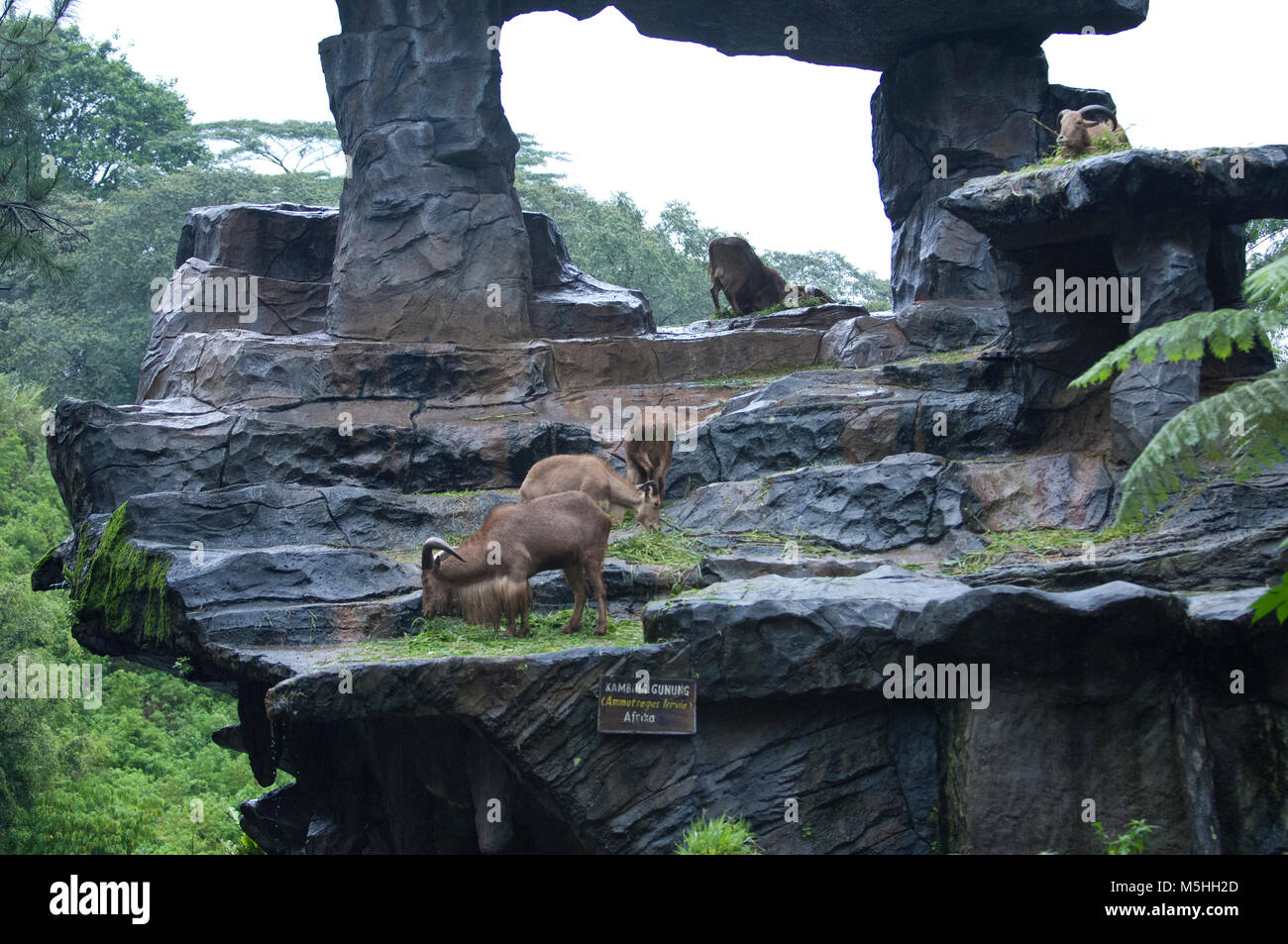 Bellissima Foto di un gruppo di cervi selvatici su una collina della roccia Foto Stock