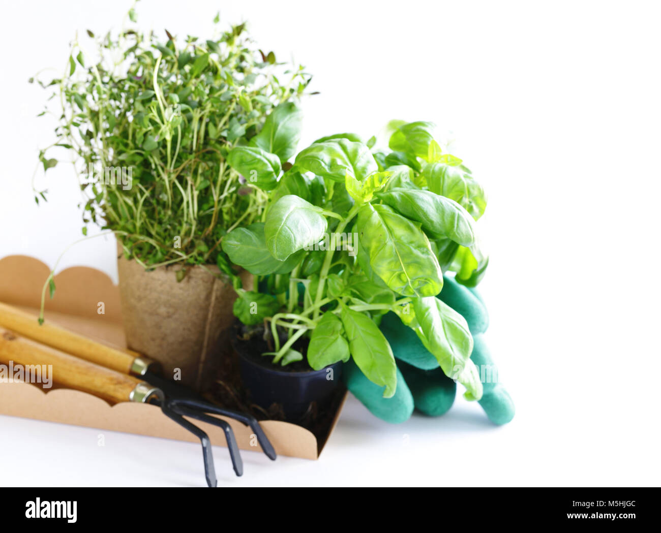 Home Giardinaggio - fiori ed erbe, degli strumenti e delle piante Foto Stock