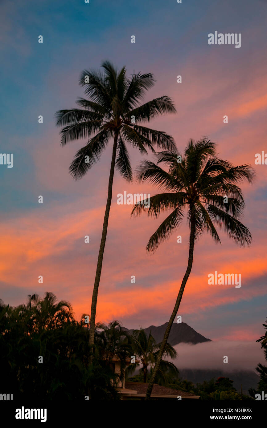 Due palme di cocco. tramonto, Hawaii Foto Stock
