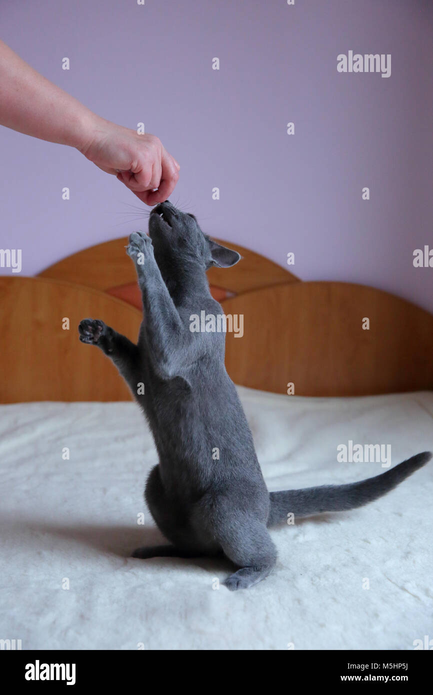 Un bellissimo gatto grigio con un pedigree. Foto Stock