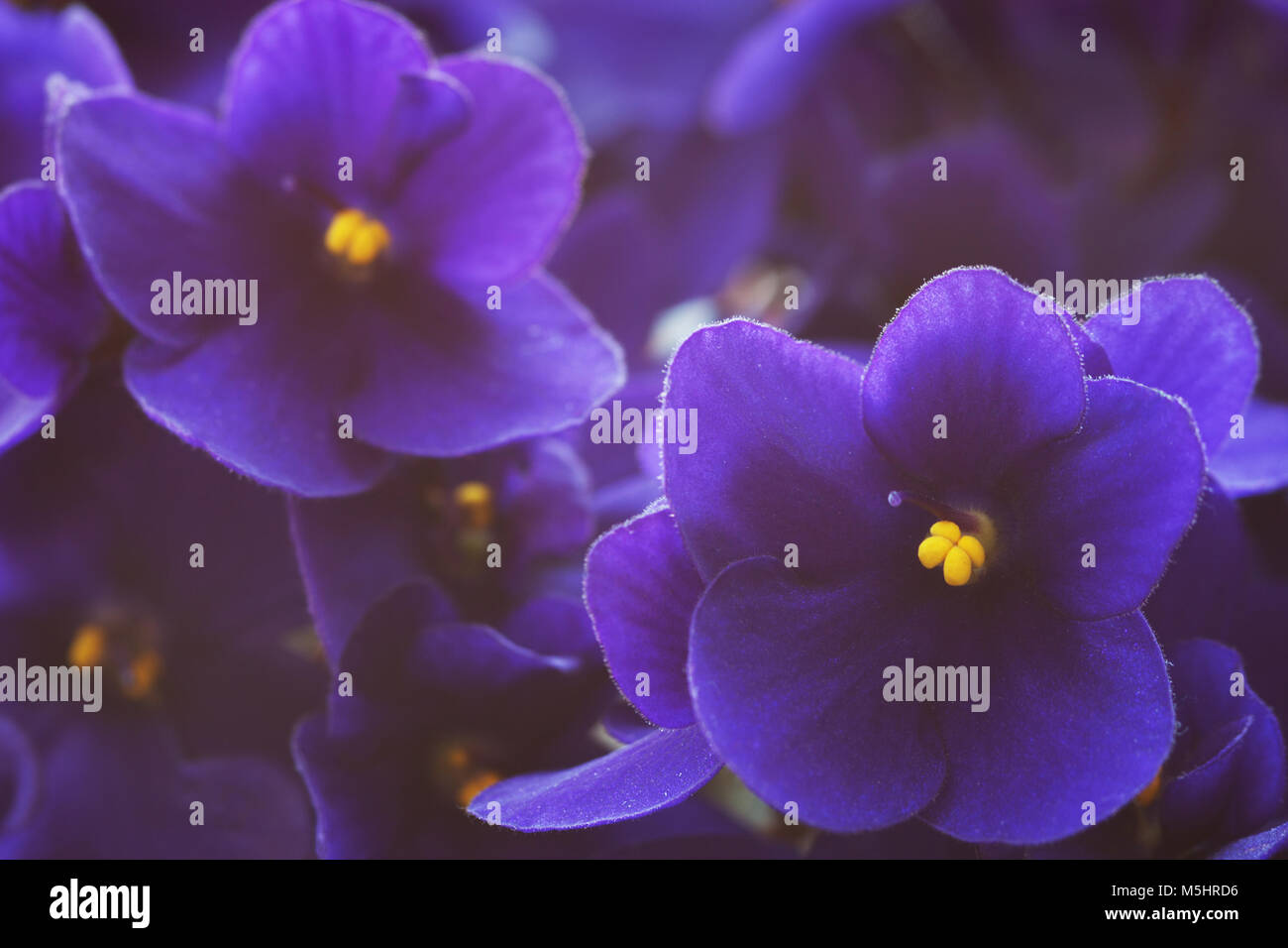 Close-up di violette africane (Saintpaulia ). Profondità di campo, concentrarsi sul vicino a fiore. Foto Stock