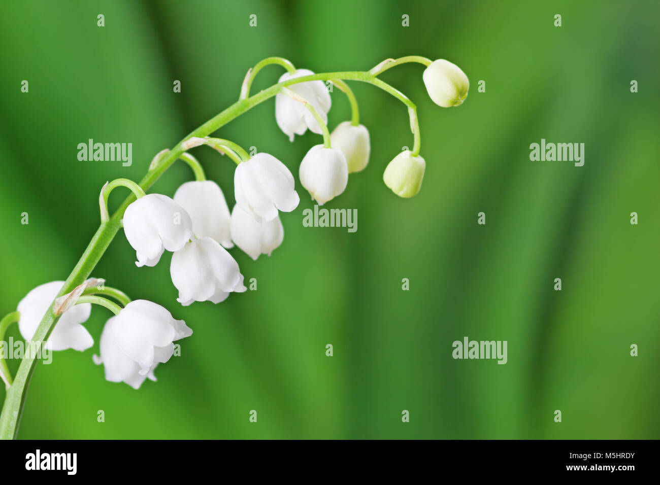 Il giglio della valle su sfondo verde chiaro. Foto Stock