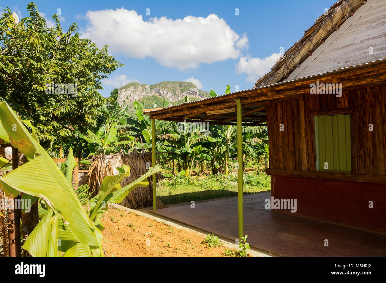 Abitazione Rurale nelle piantagioni di banane in Vinales Valley Foto Stock