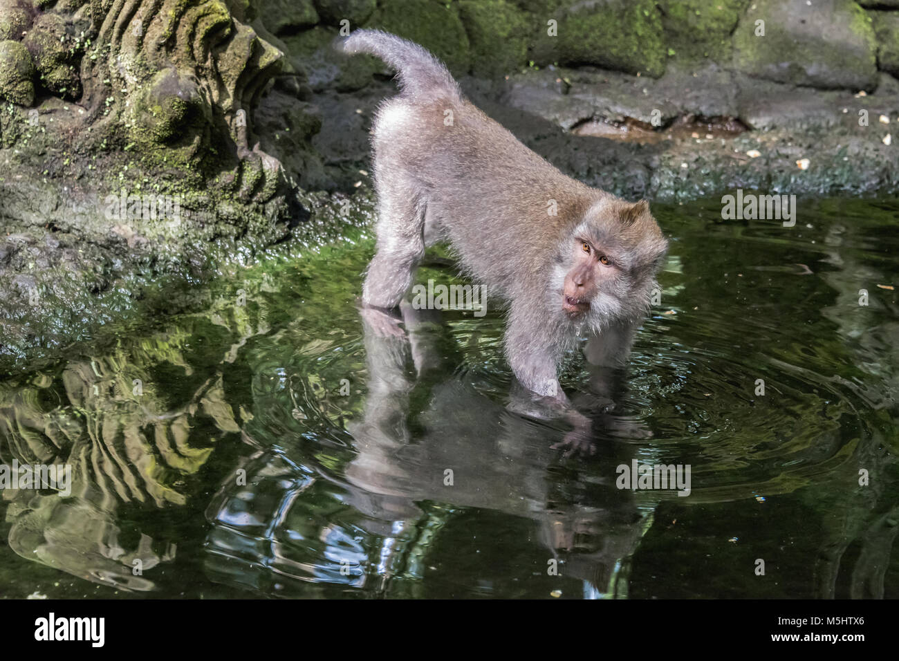 Crab-eating macaque rovistando in uno stagno, Monkey Forest, Ubud, Bali Foto Stock