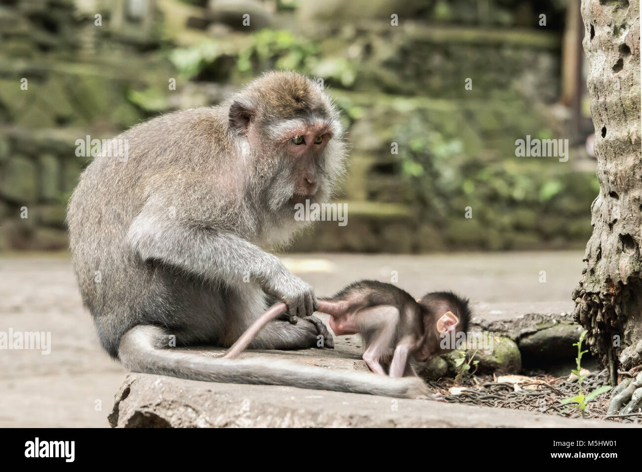 Madre protettiva Macachi mangiatori di granchi (Macaca fascicularis) tenere il suo neonato dalla coda, Monkey Forest, Ubud, Bali Foto Stock