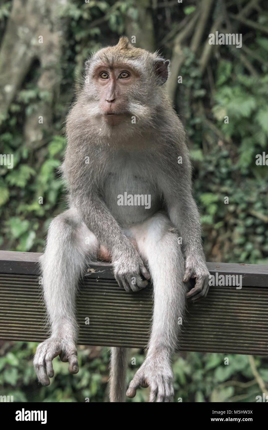 Recinto-seduta, Balinese di lunga coda macaque, Monkey Forest, Ubud, Bali Foto Stock