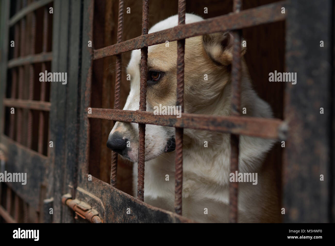 Un cane in un rifugio per senzatetto animali Foto Stock