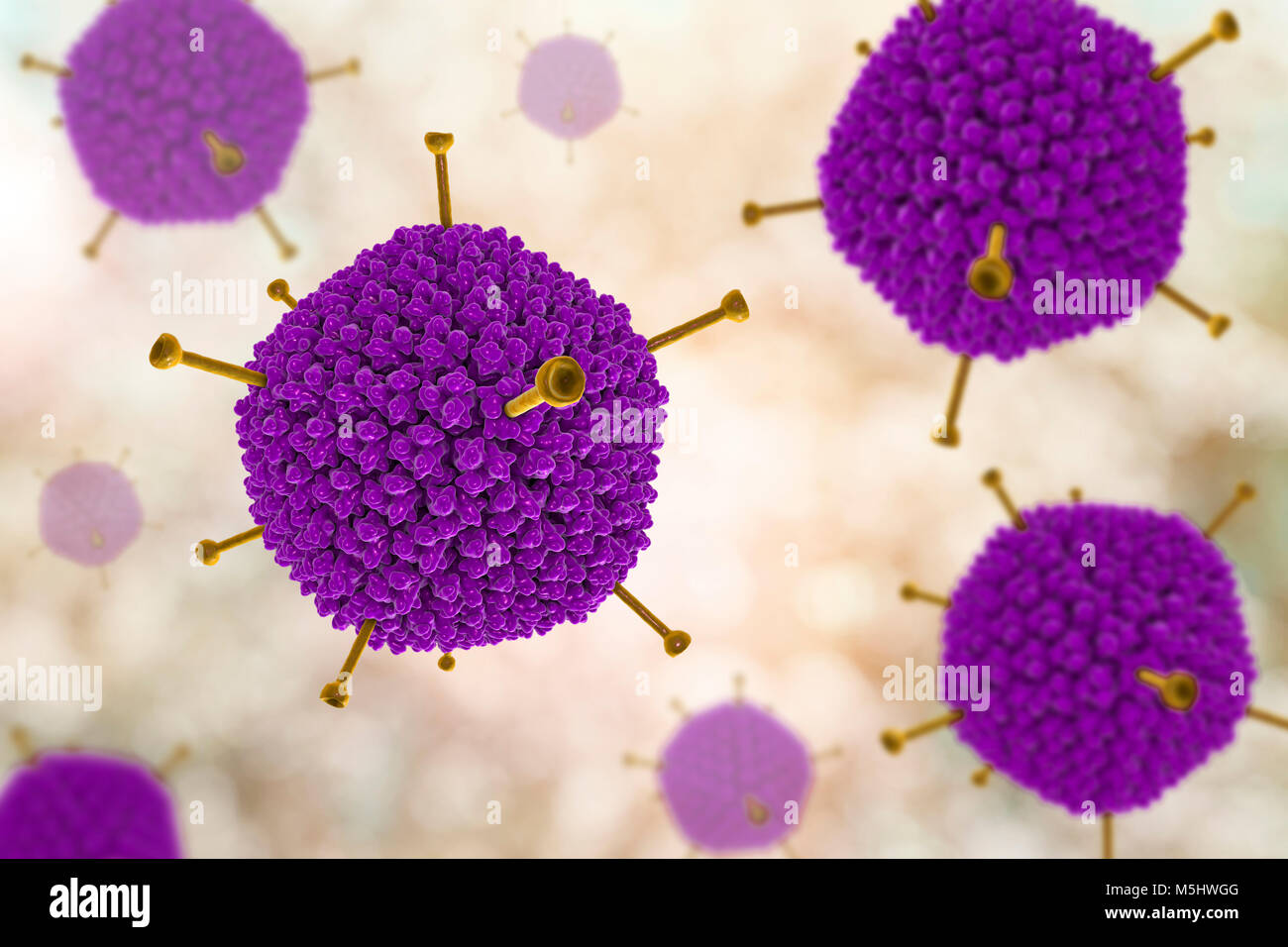 Struttura di adenovirus, computer illustrazione che mostra la struttura di superficie del virus esterna del rivestimento di proteina (capside). Molti gli adenovirus infettano il tratto respiratorio, causando il raffreddore comune di sintomi simili, e infettare anche gli occhi e gut, in particolare per i bambini. Il giallo sporgenze sono note come fibre di pentone e si trovano in corrispondenza di ciascuno dei vertici 12 del capside. Ciascuna fibra è ribaltata con proteine che permettono al virus di entrare nella sua cella di bersaglio. Foto Stock