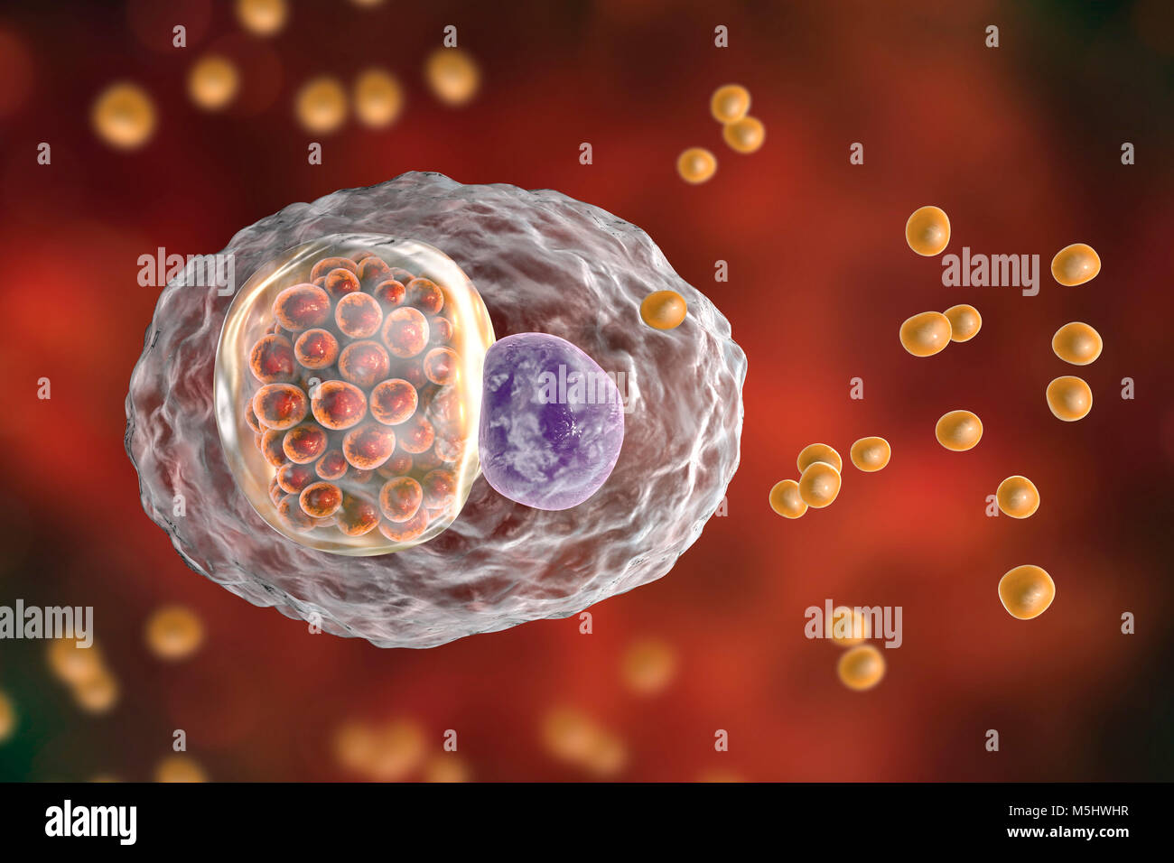 Chlamydia psittaci batteri. Computer illustrazione che mostra due stadi del ciclo di vita di Chlamydia: corpi elementari (non extracellulare moltiplicando in fase infettiva, piccole sfere di colore arancione al di fuori della cella) e un composto di inclusione di un gruppo di chlamydia reticolano corpi (intracellulare dello stadio di moltiplicazione, arancioni piccole sfere all'interno del cel) nelle vicinanze del nucleo (viola) di una cellula. Le specie di Chlamydia sono batteri atipici per il fatto che essi sono obbligherà parassiti intracellulari, di vivere e di riprodurre soltanto all'interno delle cellule. Questa specie fa sì che l'aborto negli animali e nei polmoni della malattia negli esseri umani. Foto Stock