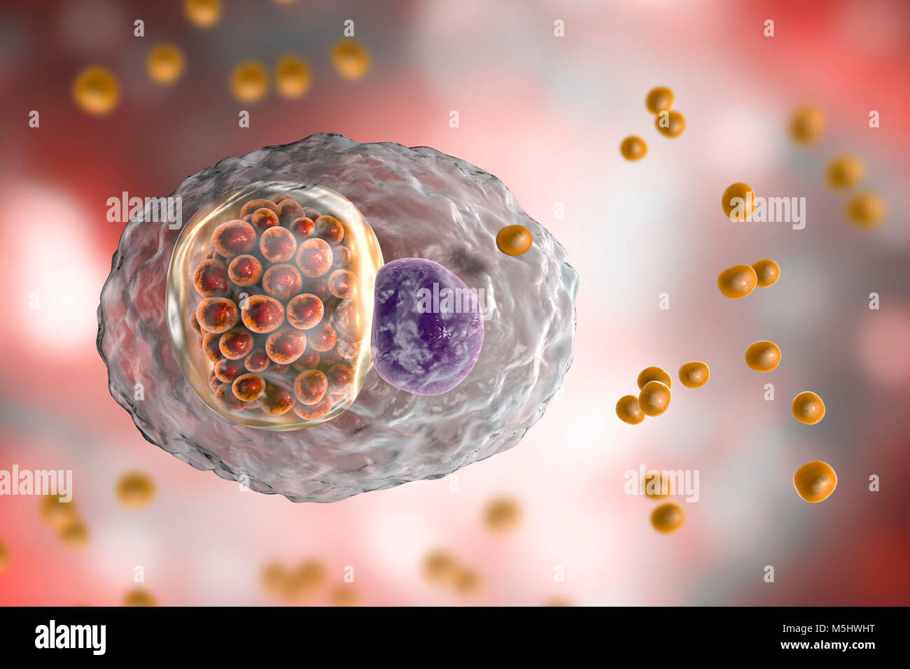 Chlamydia psittaci batteri. Computer illustrazione che mostra due stadi del ciclo di vita di Chlamydia: corpi elementari (non extracellulare moltiplicando in fase infettiva, piccole sfere di colore arancione al di fuori della cella) e un composto di inclusione di un gruppo di chlamydia reticolano corpi (intracellulare dello stadio di moltiplicazione, arancioni piccole sfere all'interno del cel) nelle vicinanze del nucleo (viola) di una cellula. Le specie di Chlamydia sono batteri atipici per il fatto che essi sono obbligherà parassiti intracellulari, di vivere e di riprodurre soltanto all'interno delle cellule. Questa specie fa sì che l'aborto negli animali e nei polmoni della malattia negli esseri umani. Foto Stock