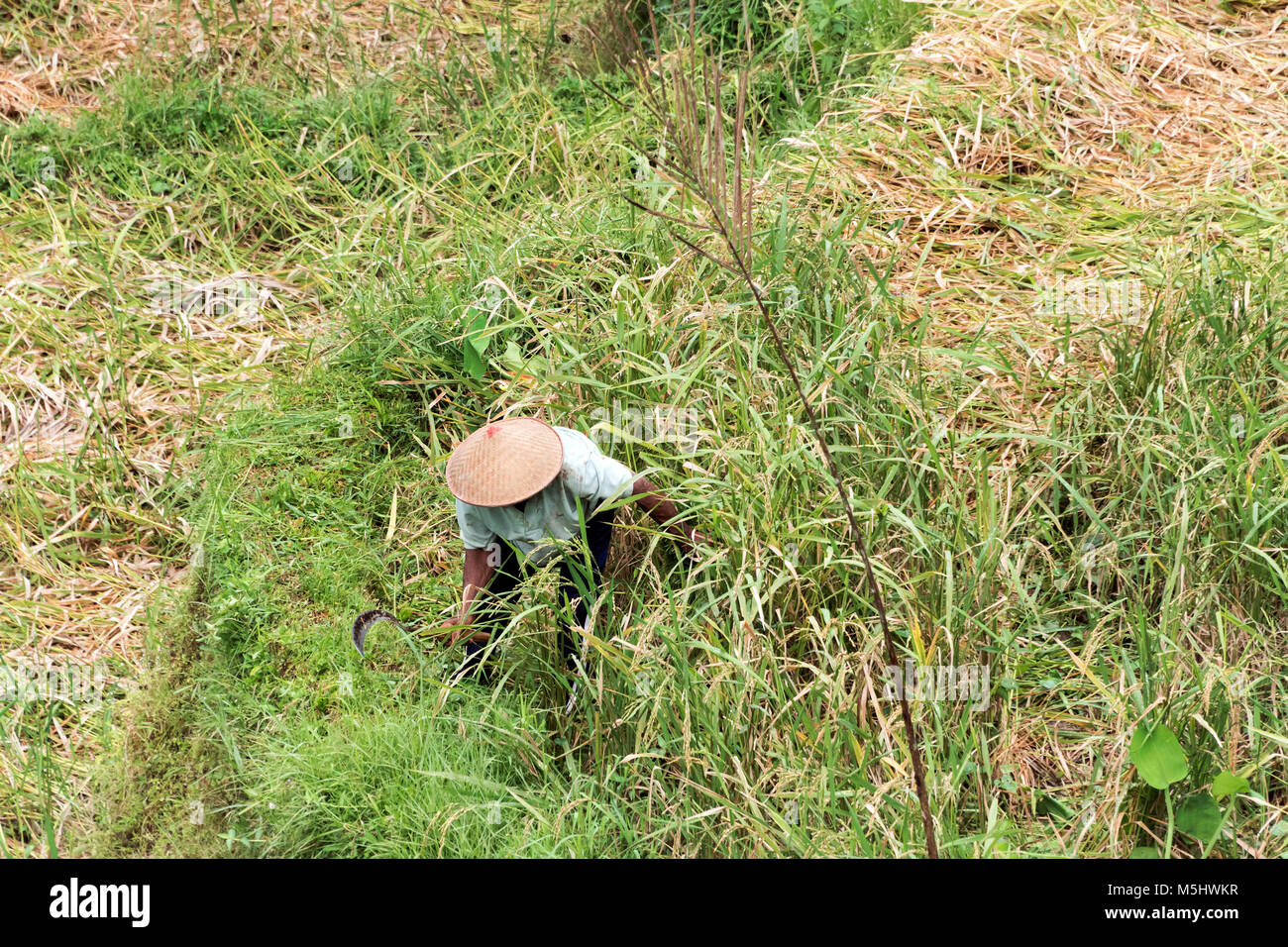 Taglio contadino mature riso con una falce, Tegallalang terrazze di riso, Ubud, Bali sm Foto Stock