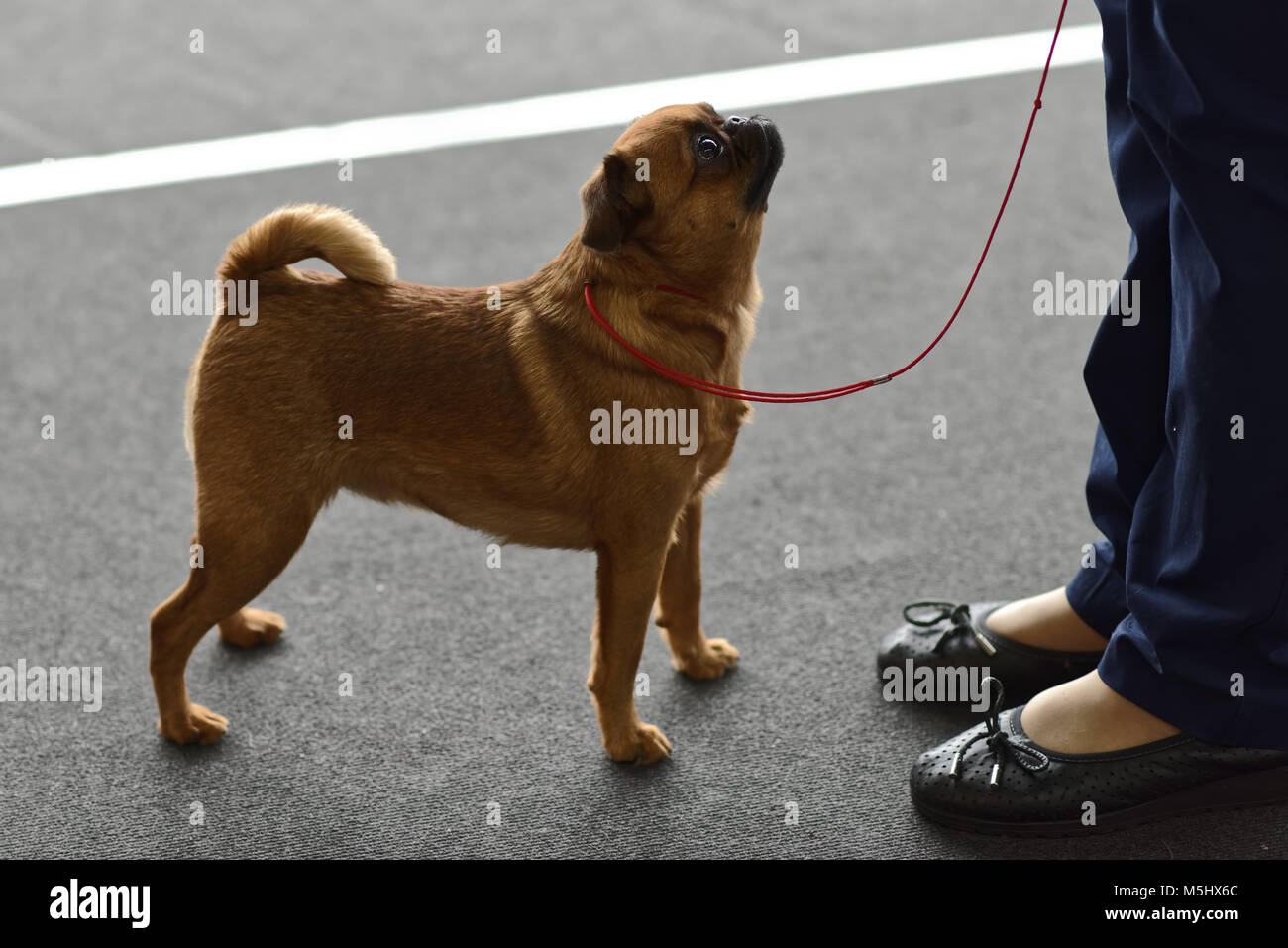 Il proprietario con il suo cane sul dog show Foto Stock