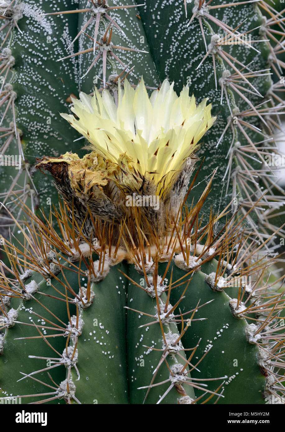 Del Monaco o del cofano del Vescovo Hat Cactus - Astrophytum ornatum Foto Stock