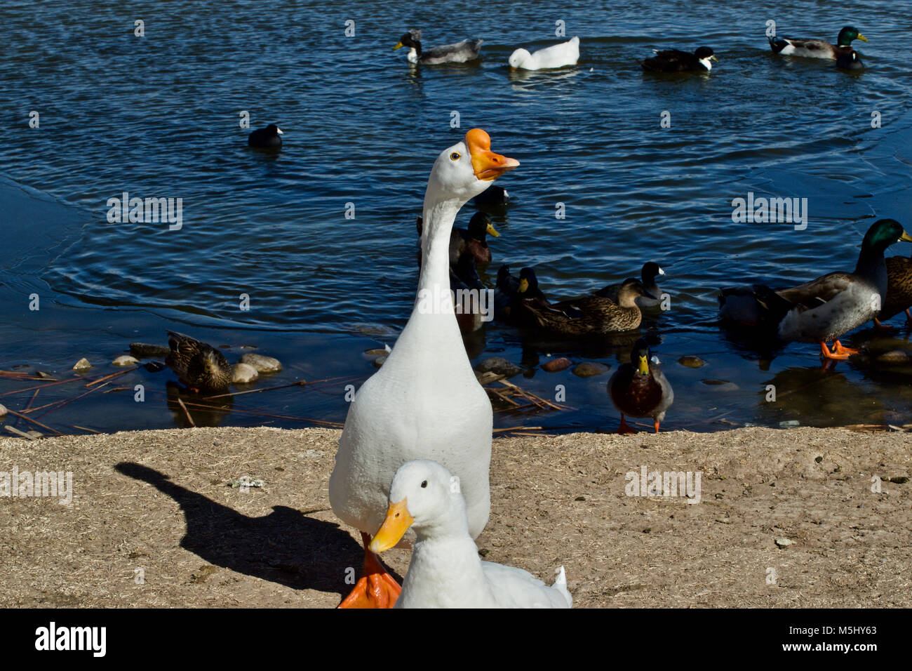 Domare le oche e anatre, Lindsey Park, Canyon, Texas Foto Stock