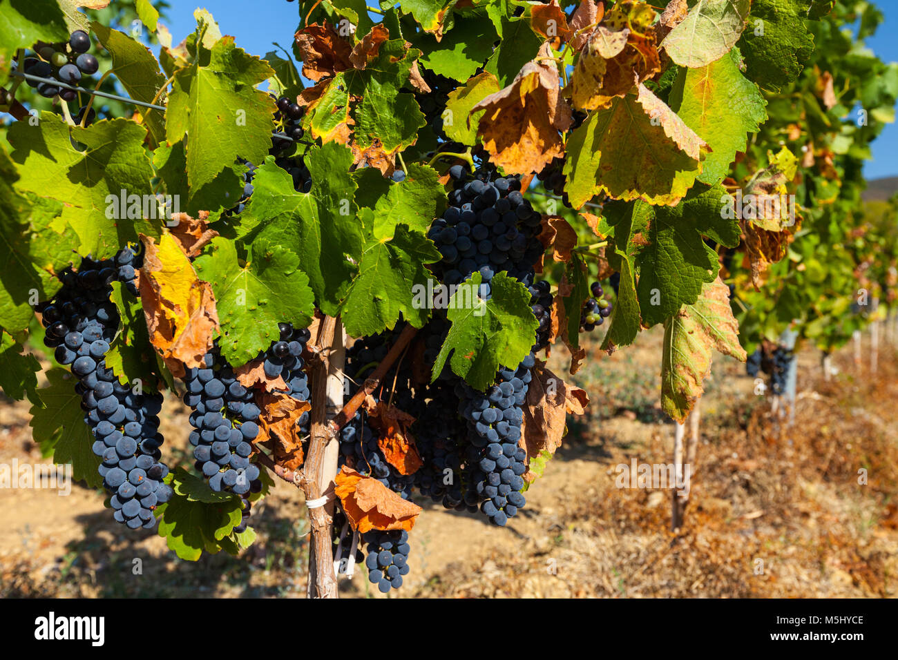 I grappoli di vino rosso uva in una campagna francese Foto Stock