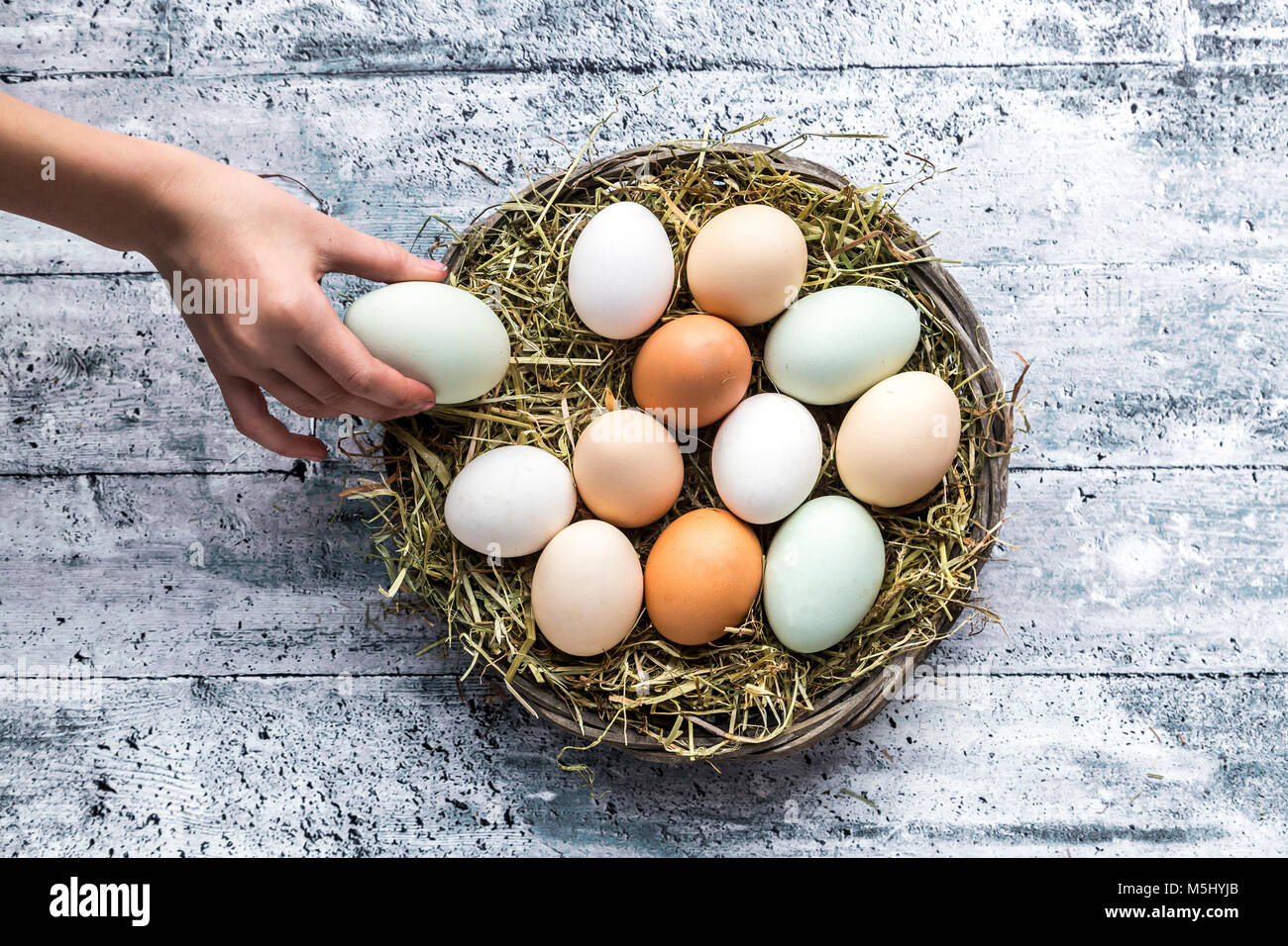 Differenti uova, bianco, marrone, marrone chiaro e verde uova Foto Stock