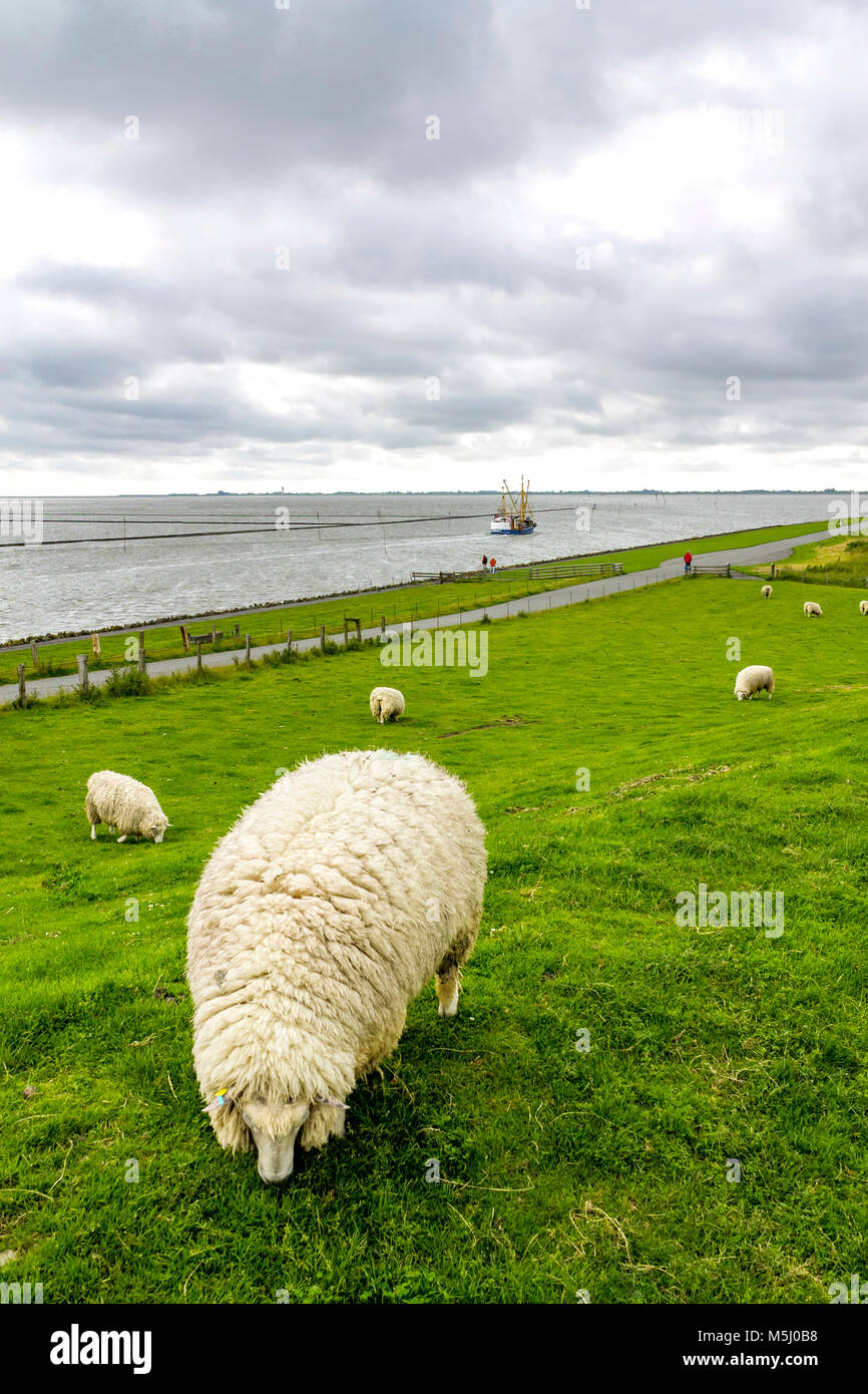 Germania, Schleswig-Holstein, Husum, gregge di pecore sulla diga Foto Stock