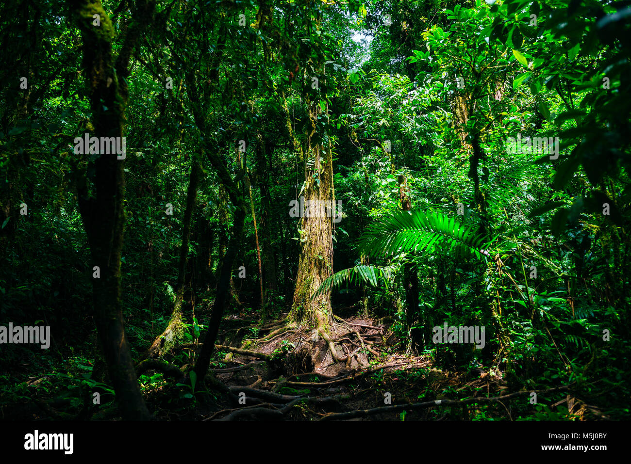 Costa Rica, paesaggio con albero illuminato sul percorso di Cerro Chato vulcano Foto Stock