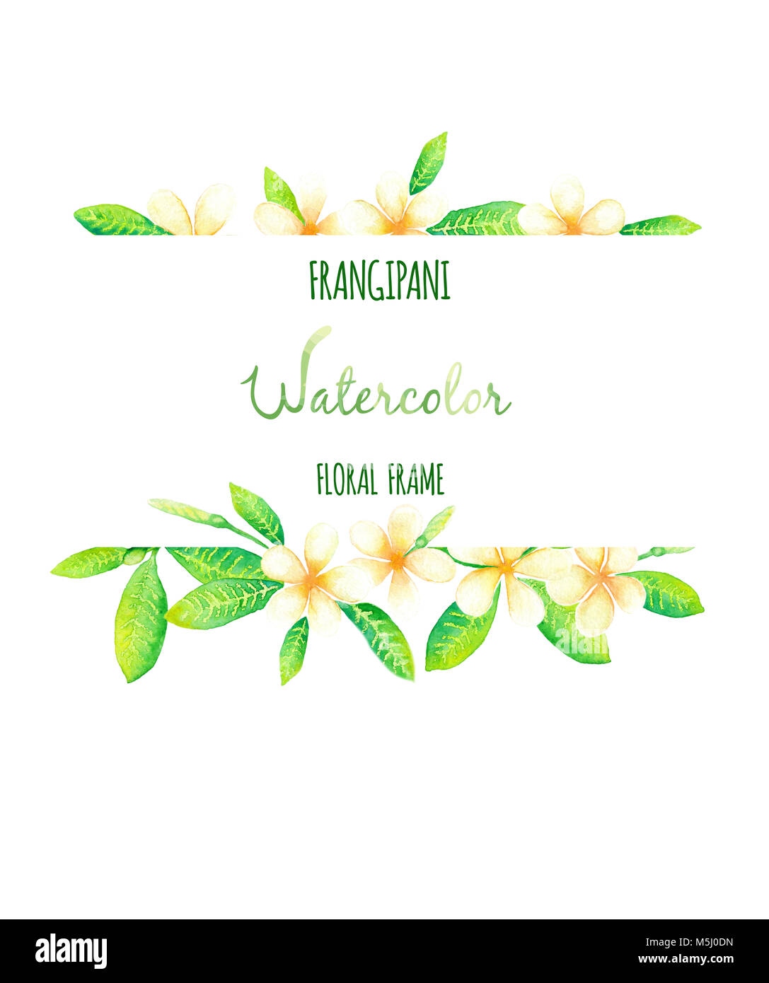 Il Frangipani o fiori di Tiarè telaio rettangolare pittura ad acquerello Foto Stock