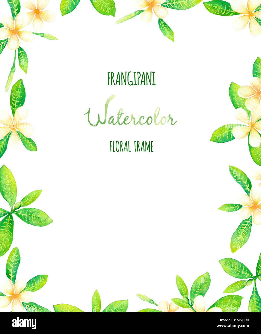 Il Frangipani o fiori di Tiarè telaio verticale la pittura ad acquerello Foto Stock