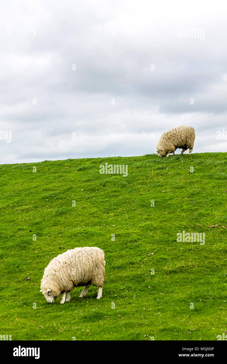 Germania, Schleswig-Holstein, Husum, pecore sulla diga Foto Stock