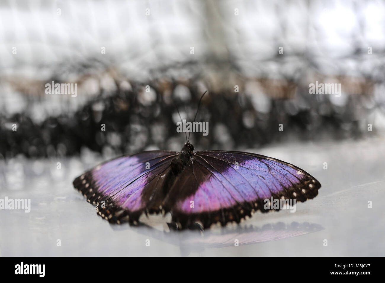 Blue morpho, Morpho peleides Foto Stock