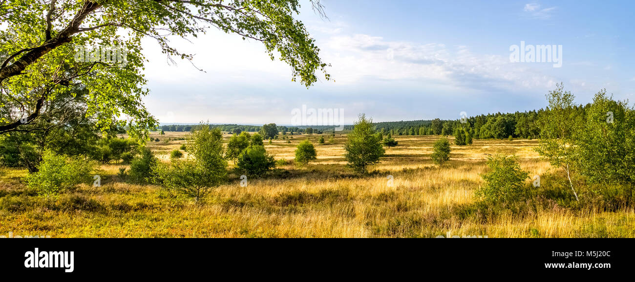 Germania, Bassa Sassonia, Lueneburg Heath Foto Stock