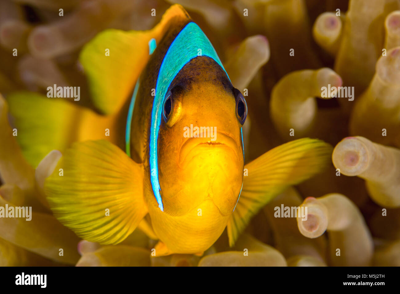 Egitto, Mar Rosso, Hurghada, Mar Rosso anemonefish Foto Stock