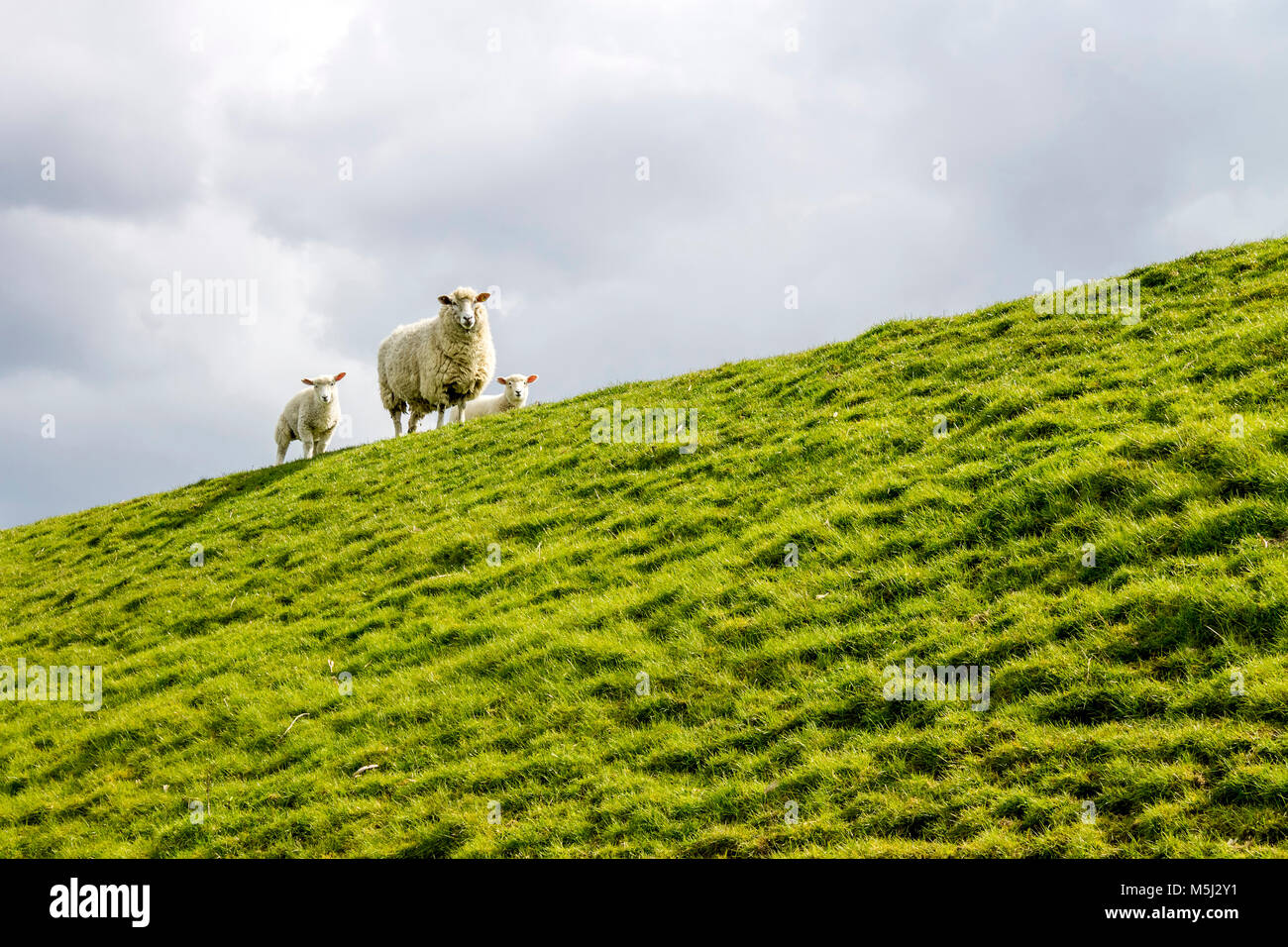 Germania, Buesum, pecore sulla diga Foto Stock