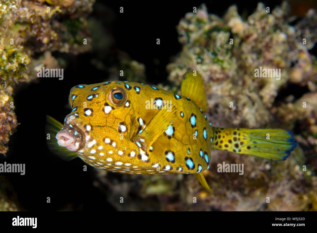 Egitto, Mar Rosso, Hurghada, boxfish giallo Foto Stock