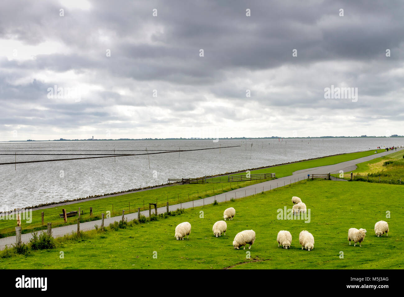 Germania, Schleswig-Holstein, Husum, gregge di pecore sulla diga Foto Stock